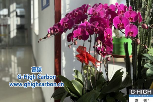 蝴蝶蘭綻活力，政企情暖新春